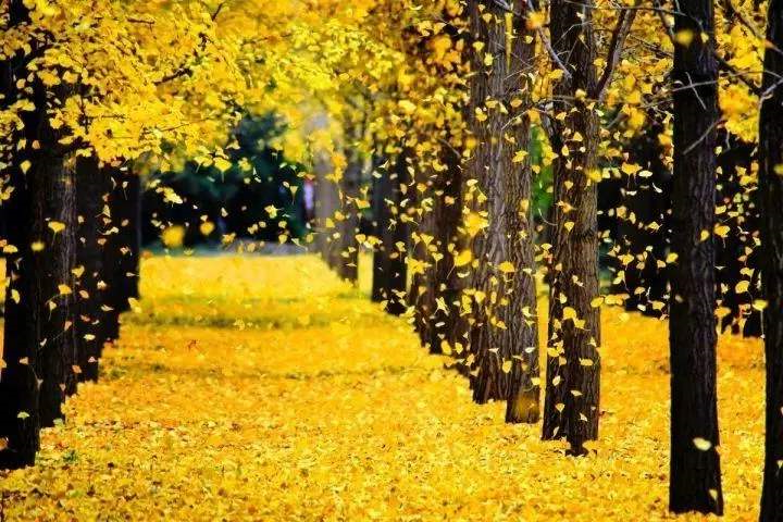 1606871900228516.jpg 银杏落叶.jpg