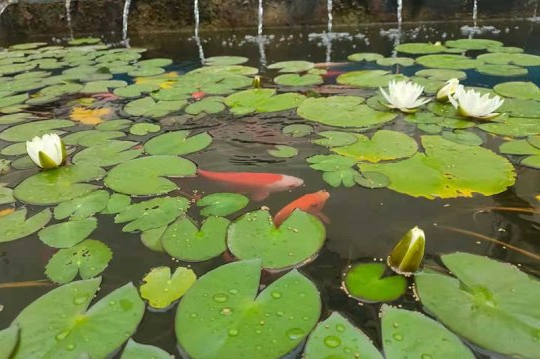 这季莲开只为最美的人