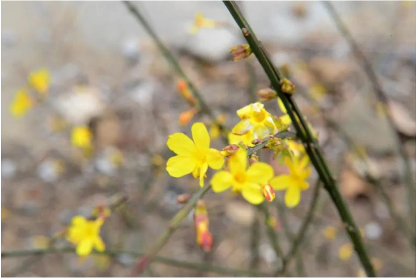 1680924338360678.jpg 微信截图_20230408112307.jpg