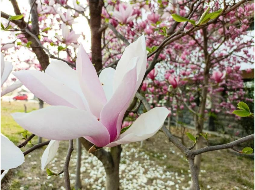 1680924348790428.jpg 微信截图_20230408112326.jpg