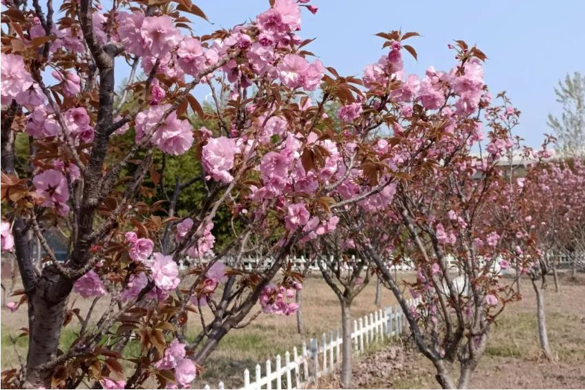 1680924359640080.jpg 微信截图_20230408112354.jpg