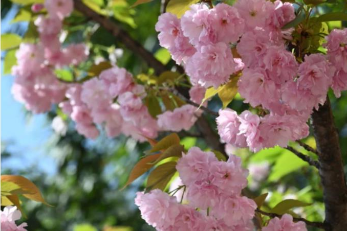 1681180402202780.jpg 微信截图_20230411103158.jpg