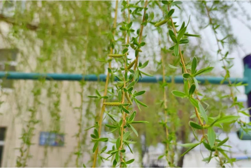 1681386549284922.jpg 微信截图_20230413194525.jpg